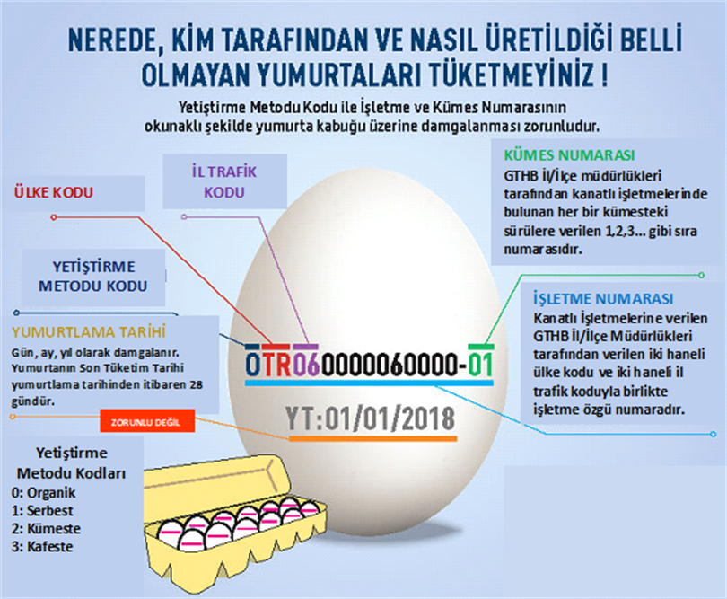 Yumurtanın Kodları